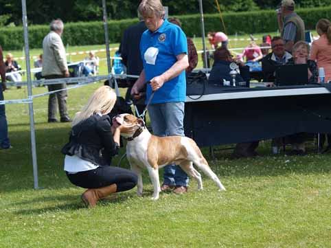 Zomershow 15 juni 2013 